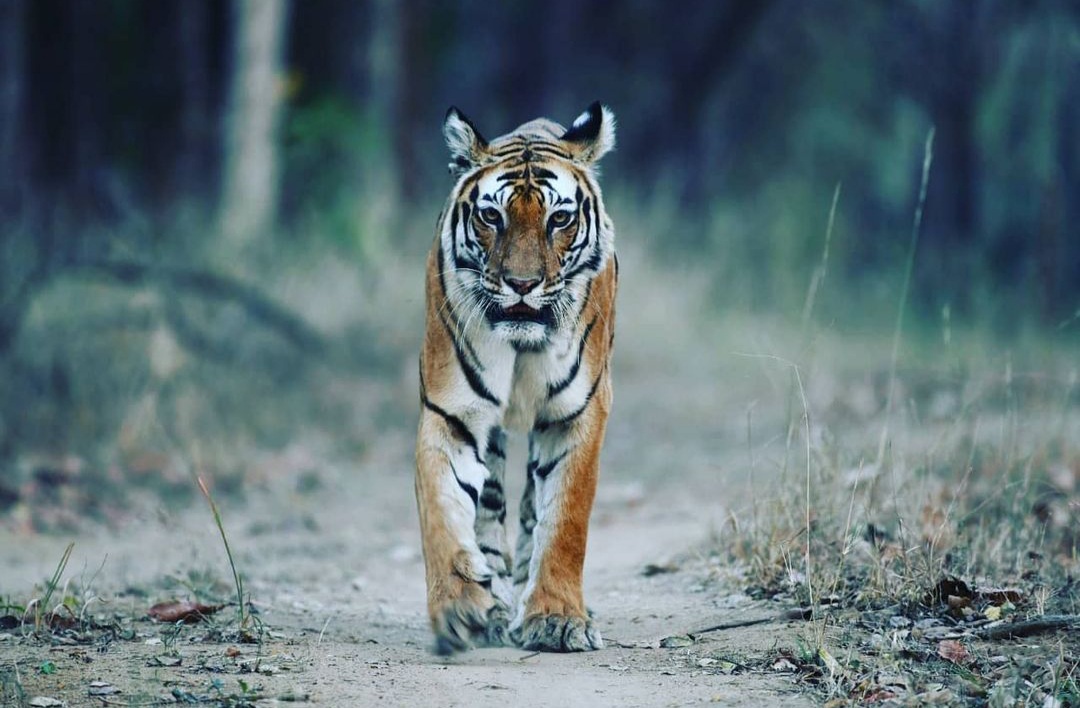 All India Tiger Census 2021