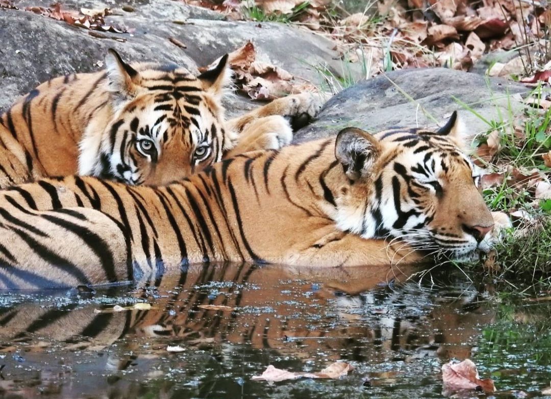 All India Tiger Census 2021