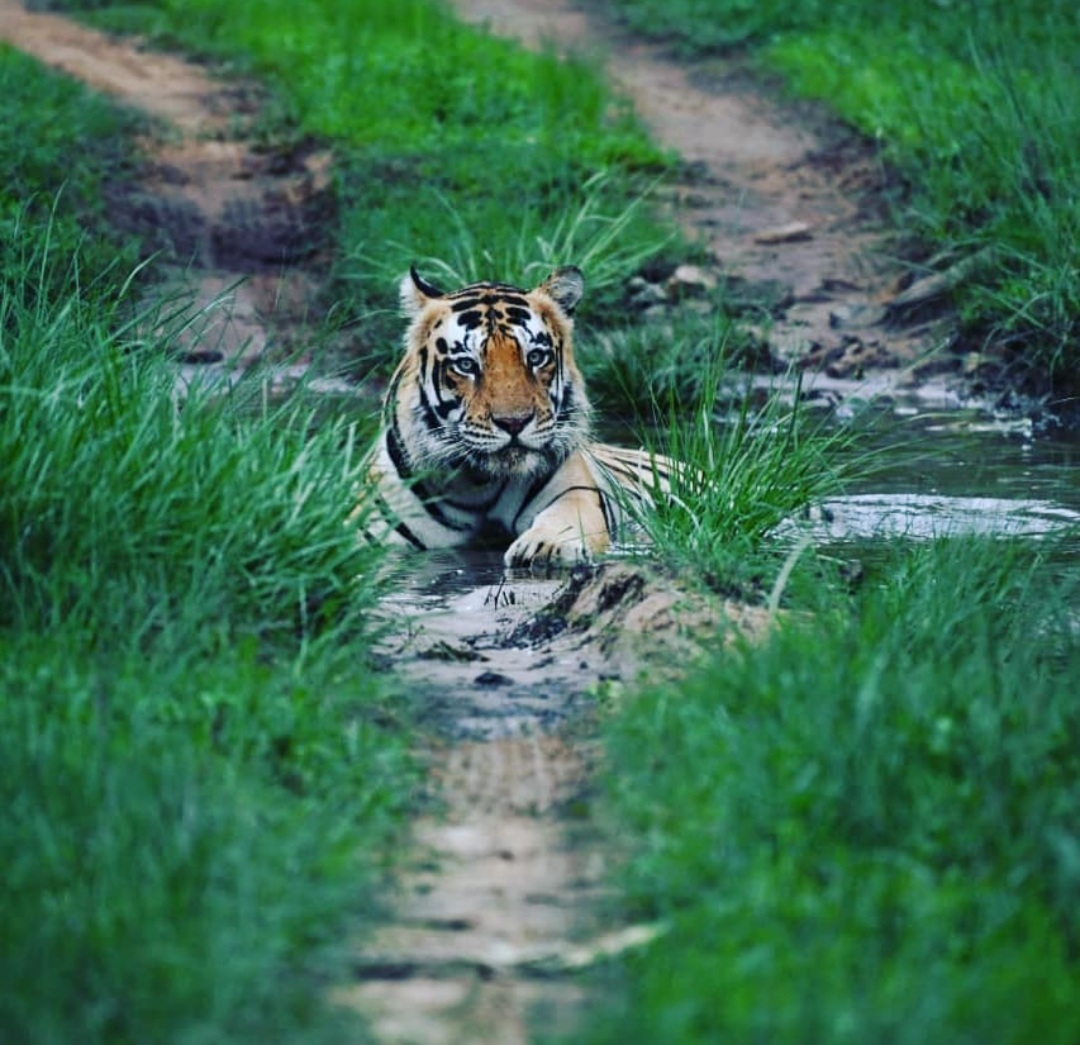 India Tiger Census 2021