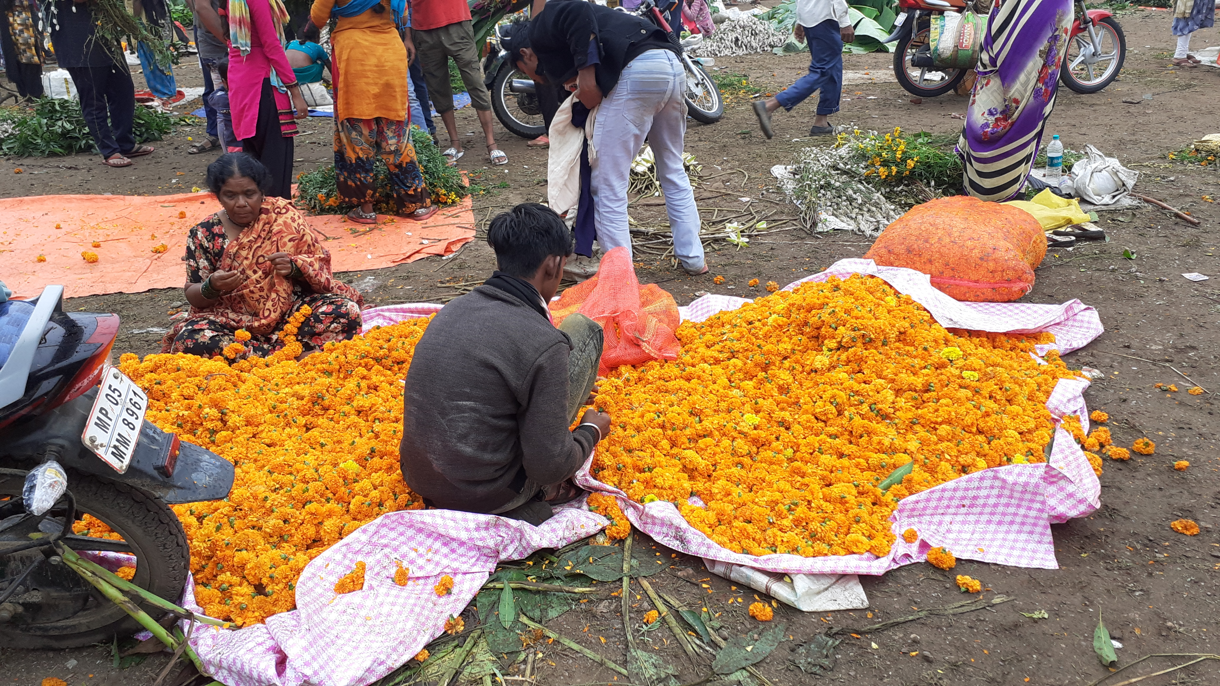 marigold flowers