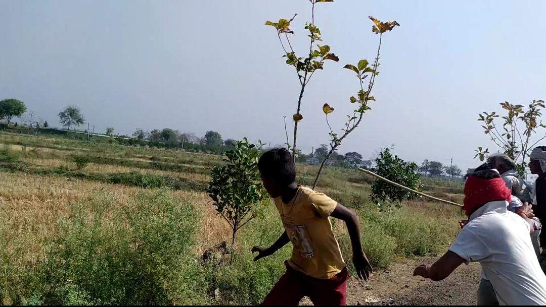 leopard in saini village