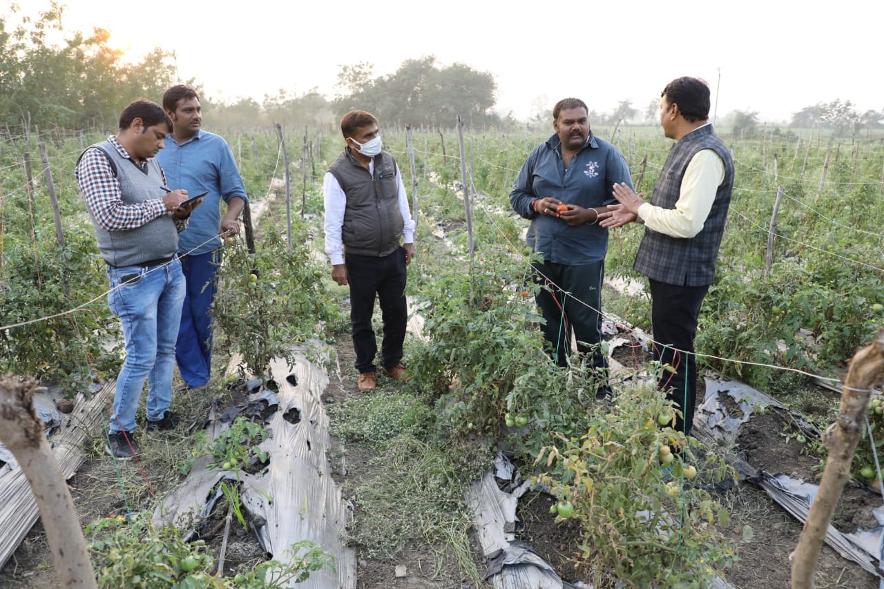 Farmer earned two lakhs profit by planting tomatoes in Hoshangabad