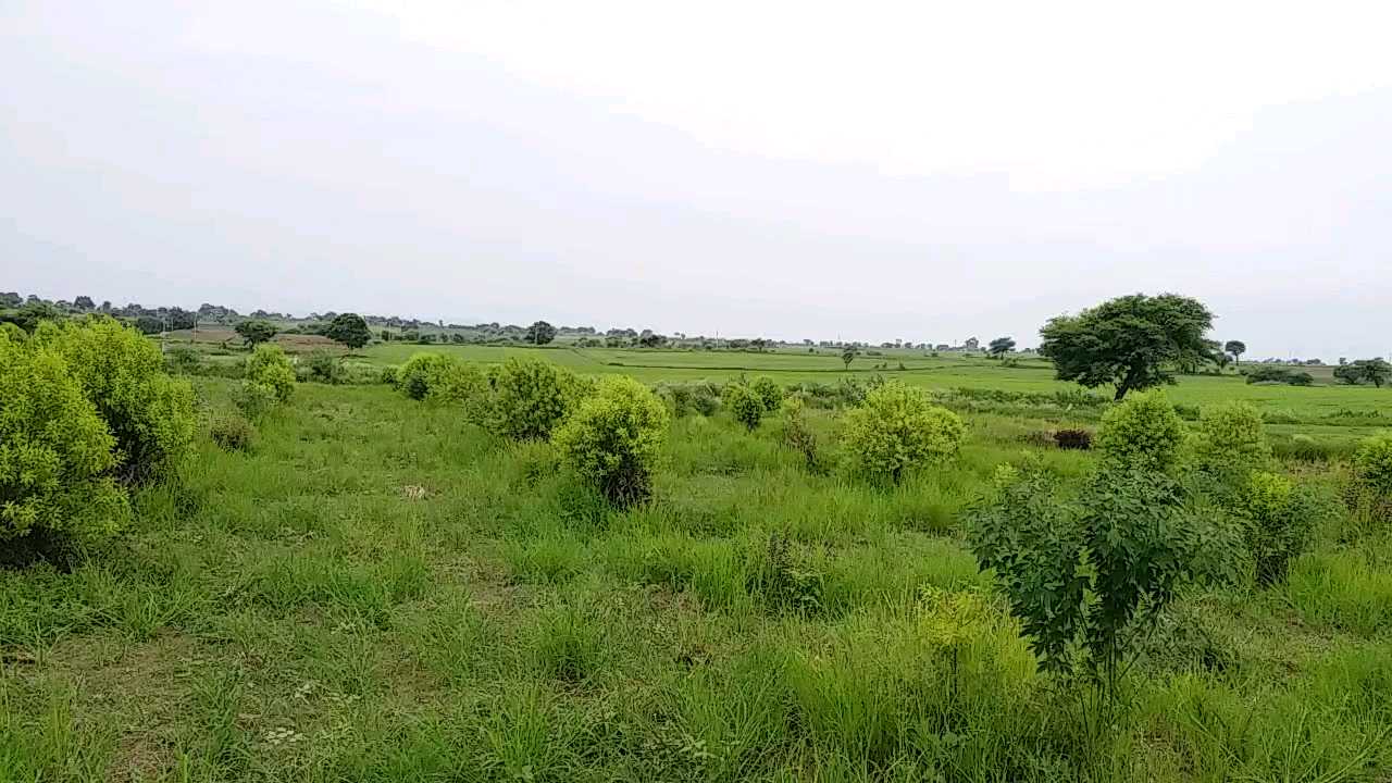 Sandalwood farm