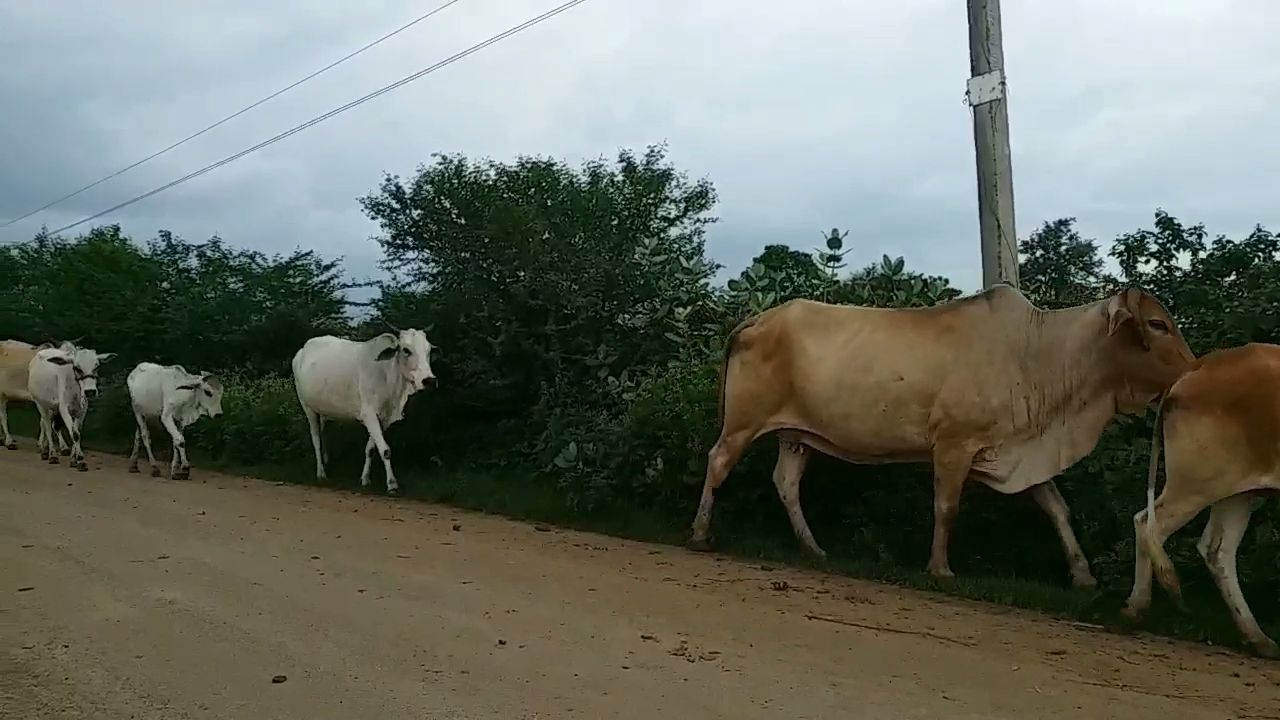 Stray cattle