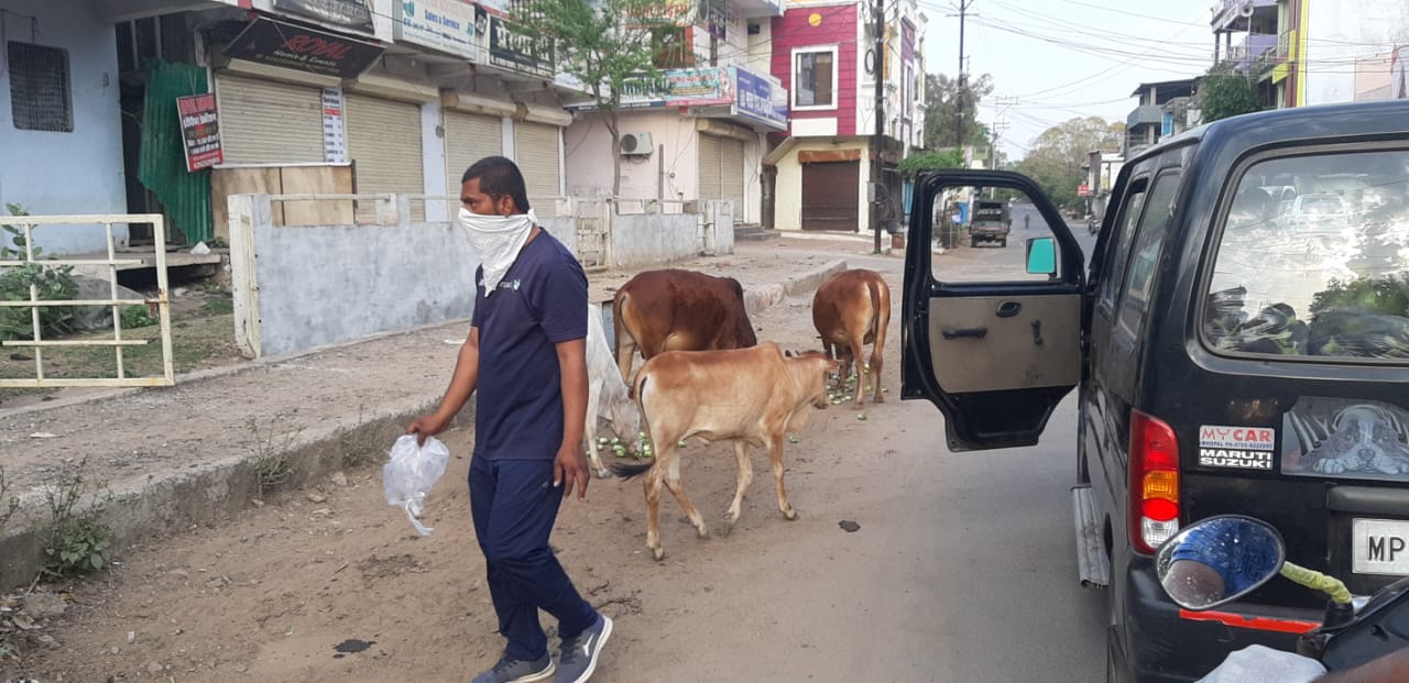 social workers Serving food to animals in lockdown in hoshangabad