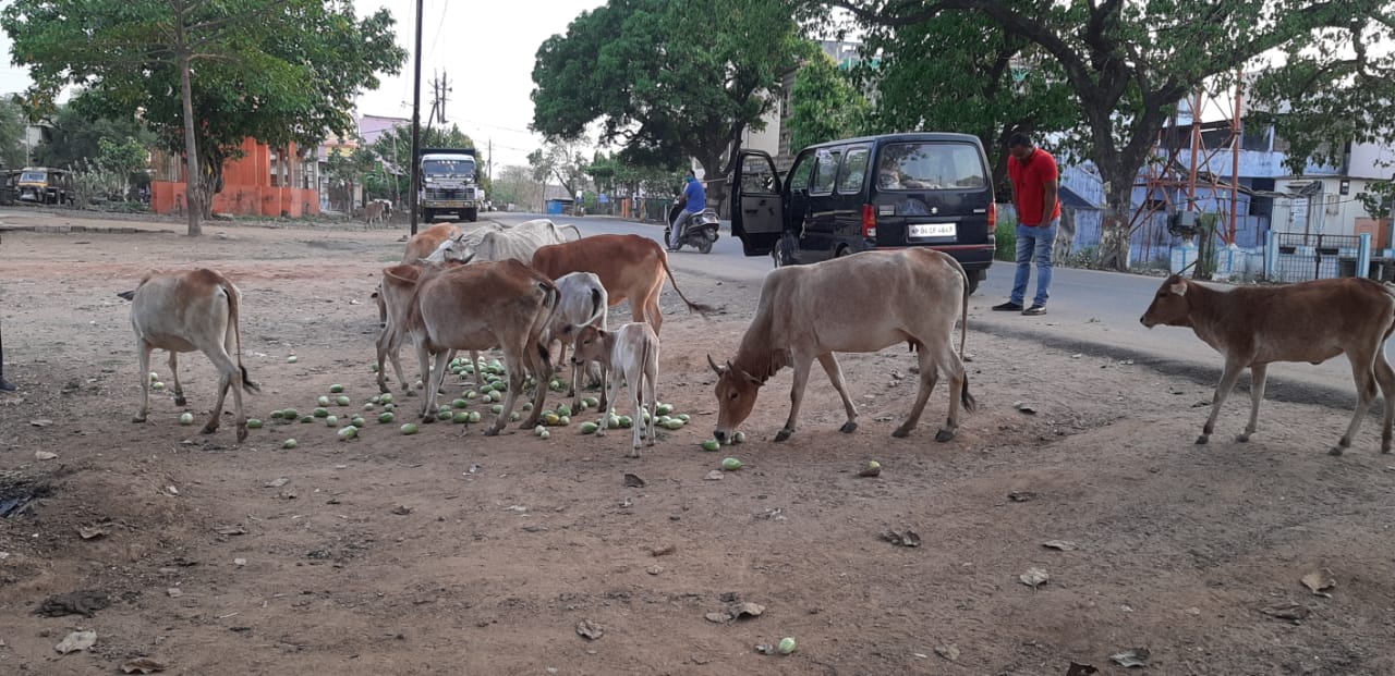 social workers Serving food to animals in lockdown in hoshangabad