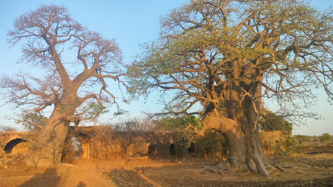 khorasani tamarind trees Dhar