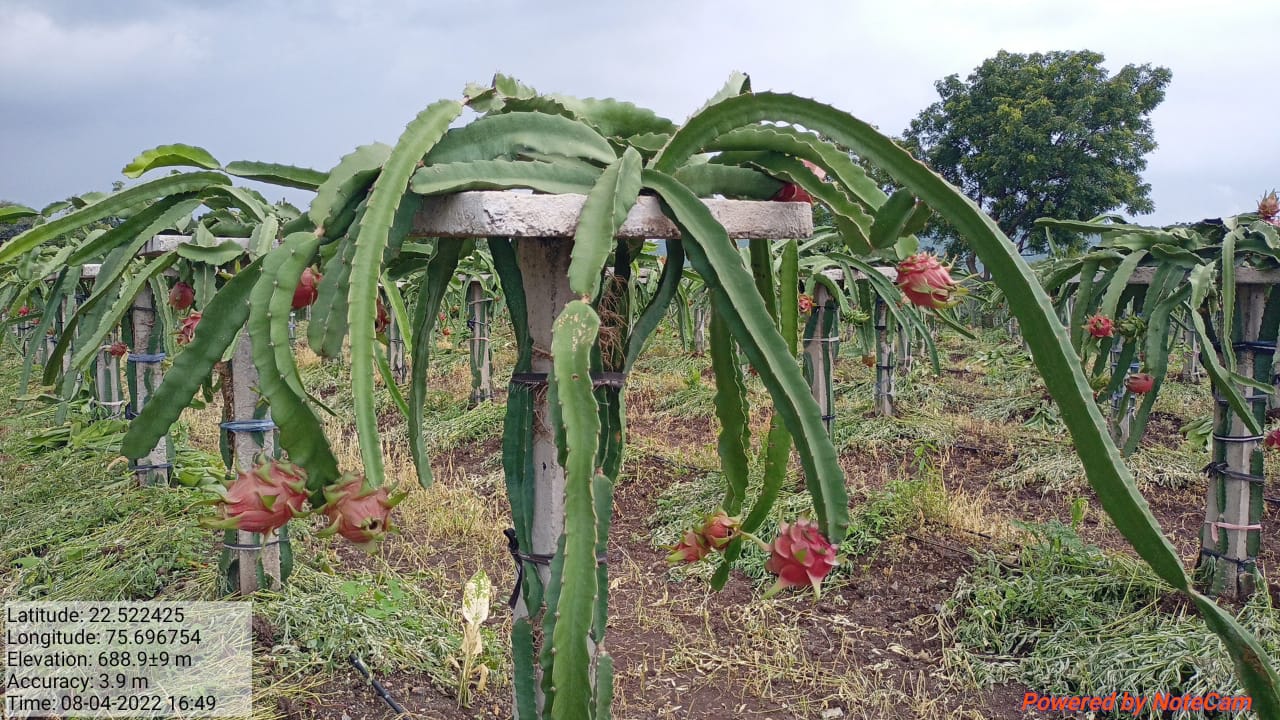 Indore Farming