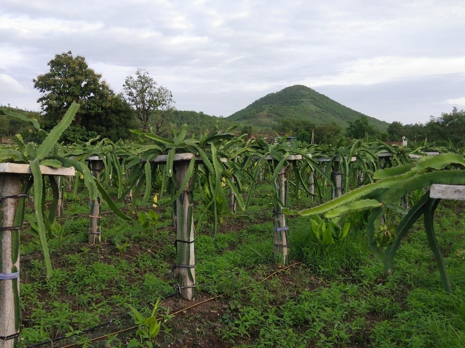 Indore Farming