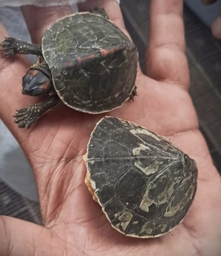 Australian turtles