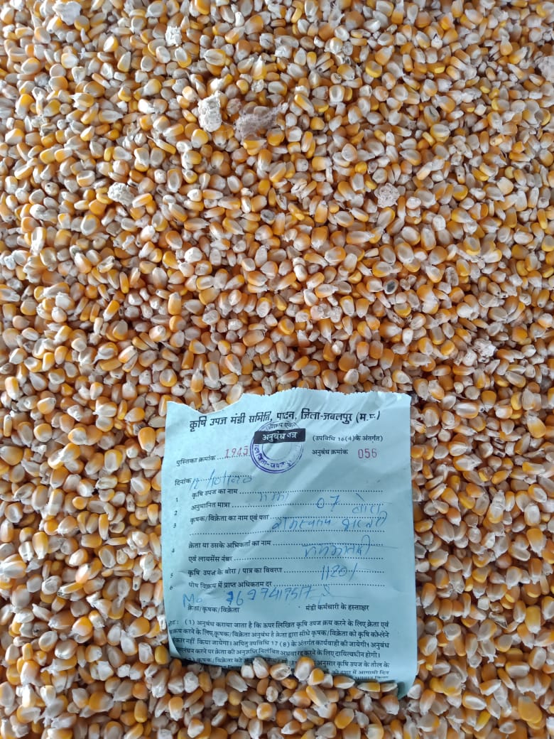 Jabalpur farmers receive lesser income on maize produce