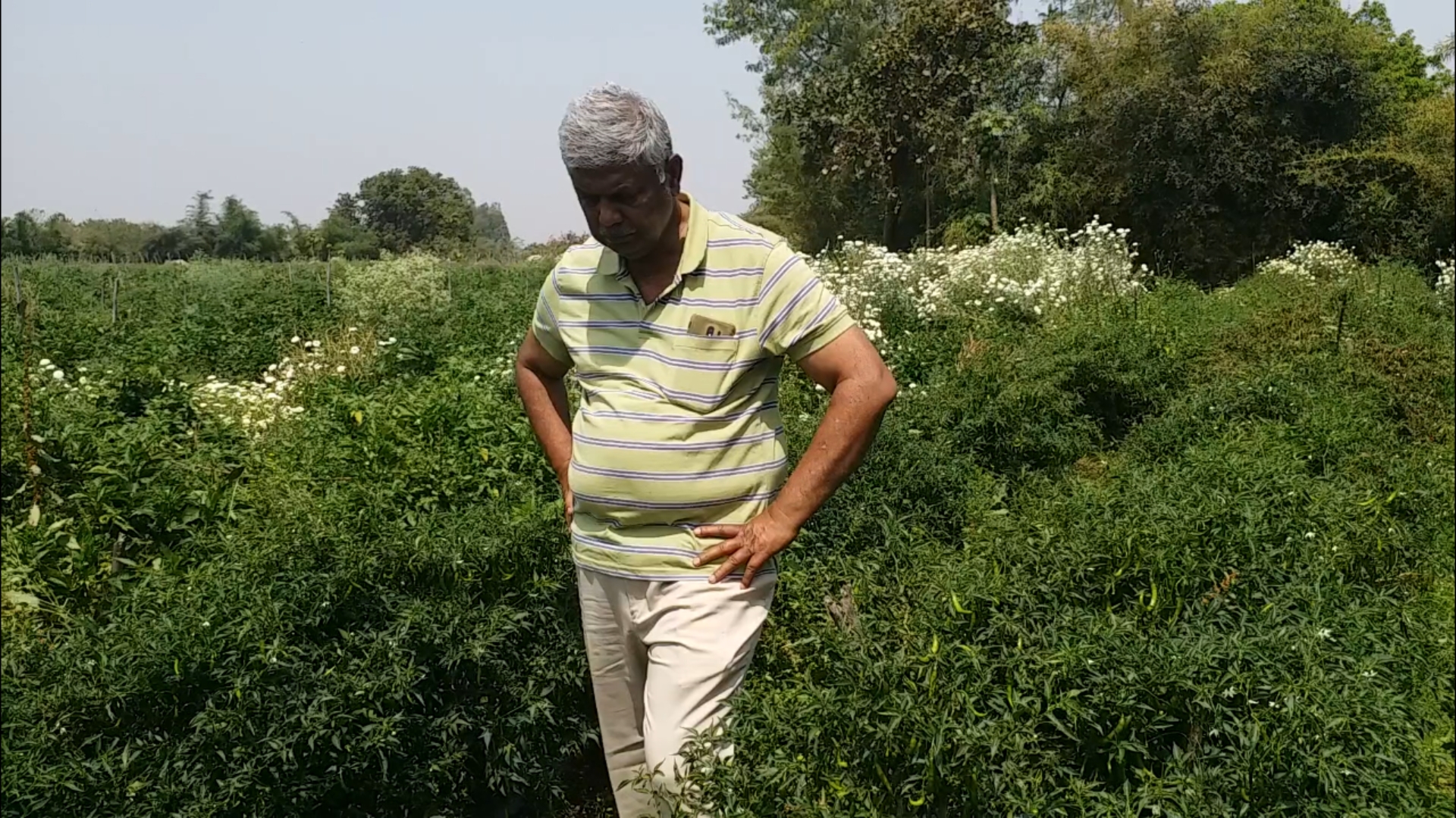 Sweetness in the lives of farmers with Jabalpur hot chili