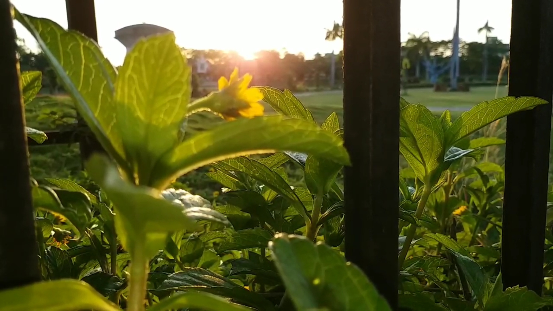 दिख रही प्रकृति की खूबसूरती