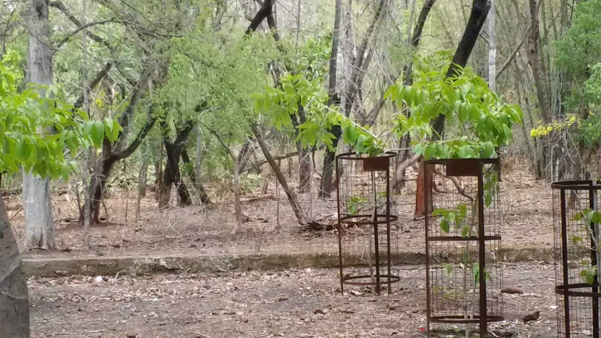 Wild animals roaming in open in dumna Nature Park in lockdown