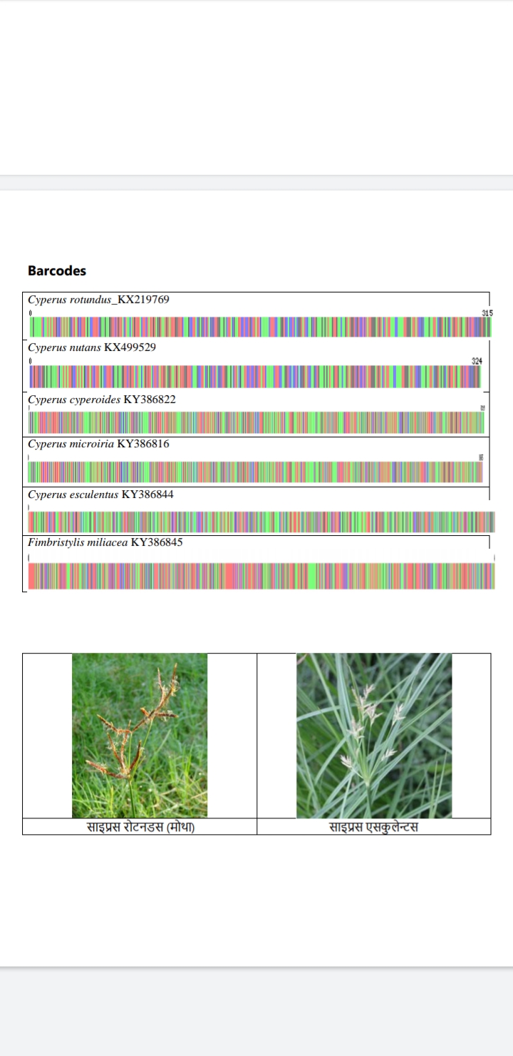 barcoding-of-dna-of-motha-ayurvedic-plant-successful-at-jabalpur-jawaharlal-nehru-agricultural-university