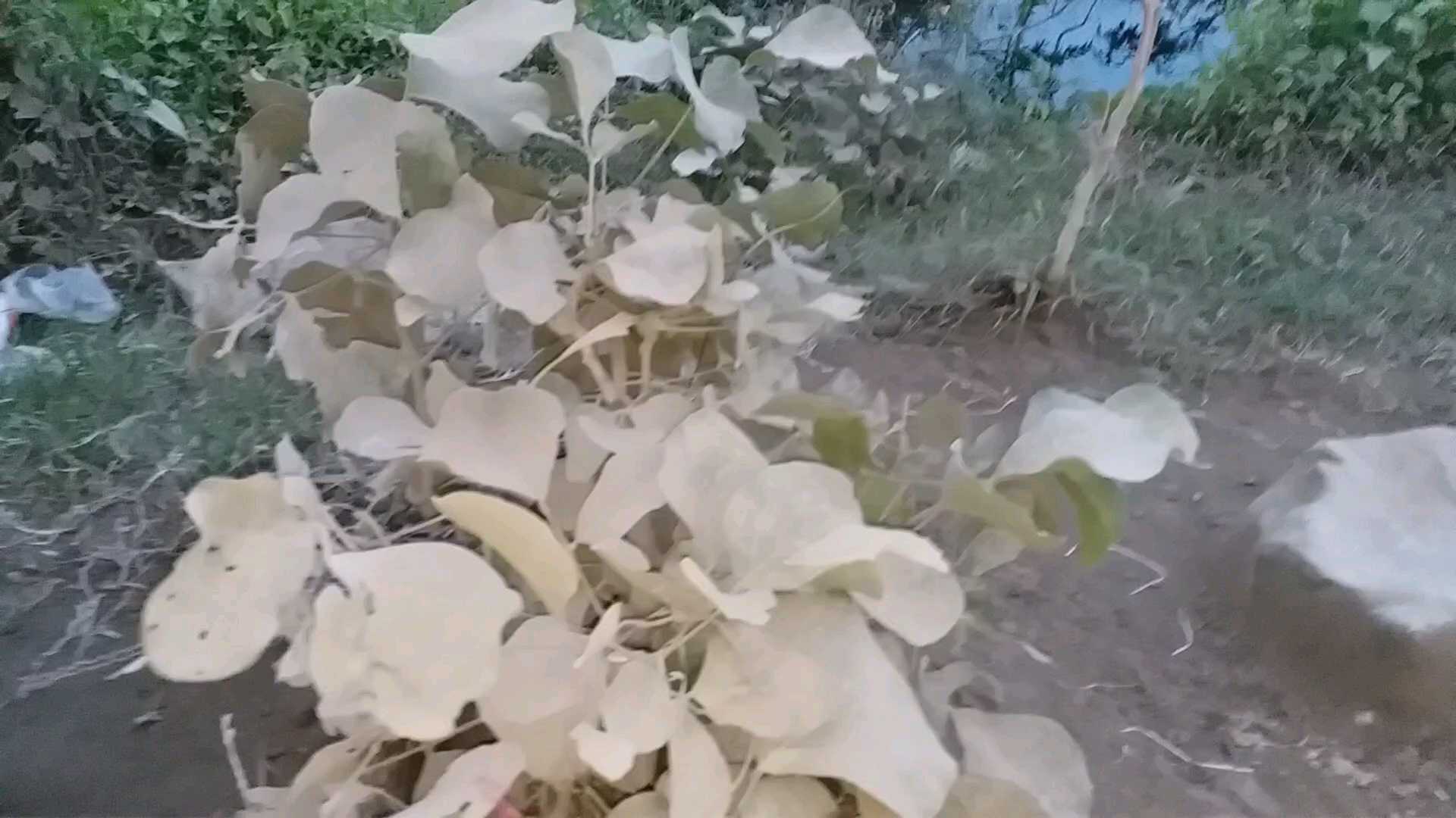 white dust on plant