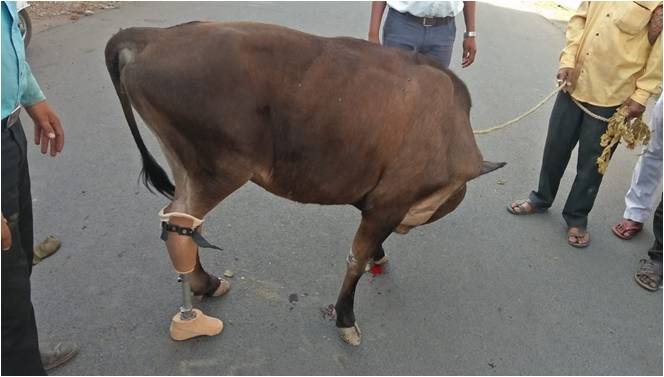 animals artificial leg