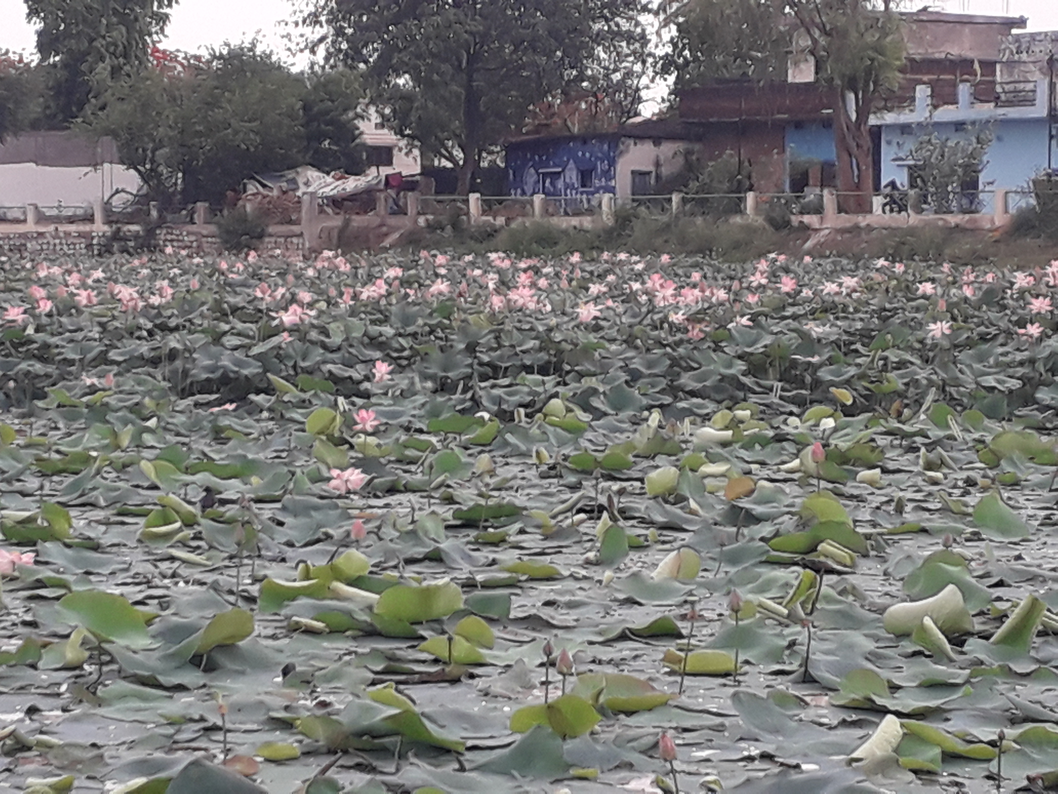 Thousands of lotus blossomed in Imrati pond