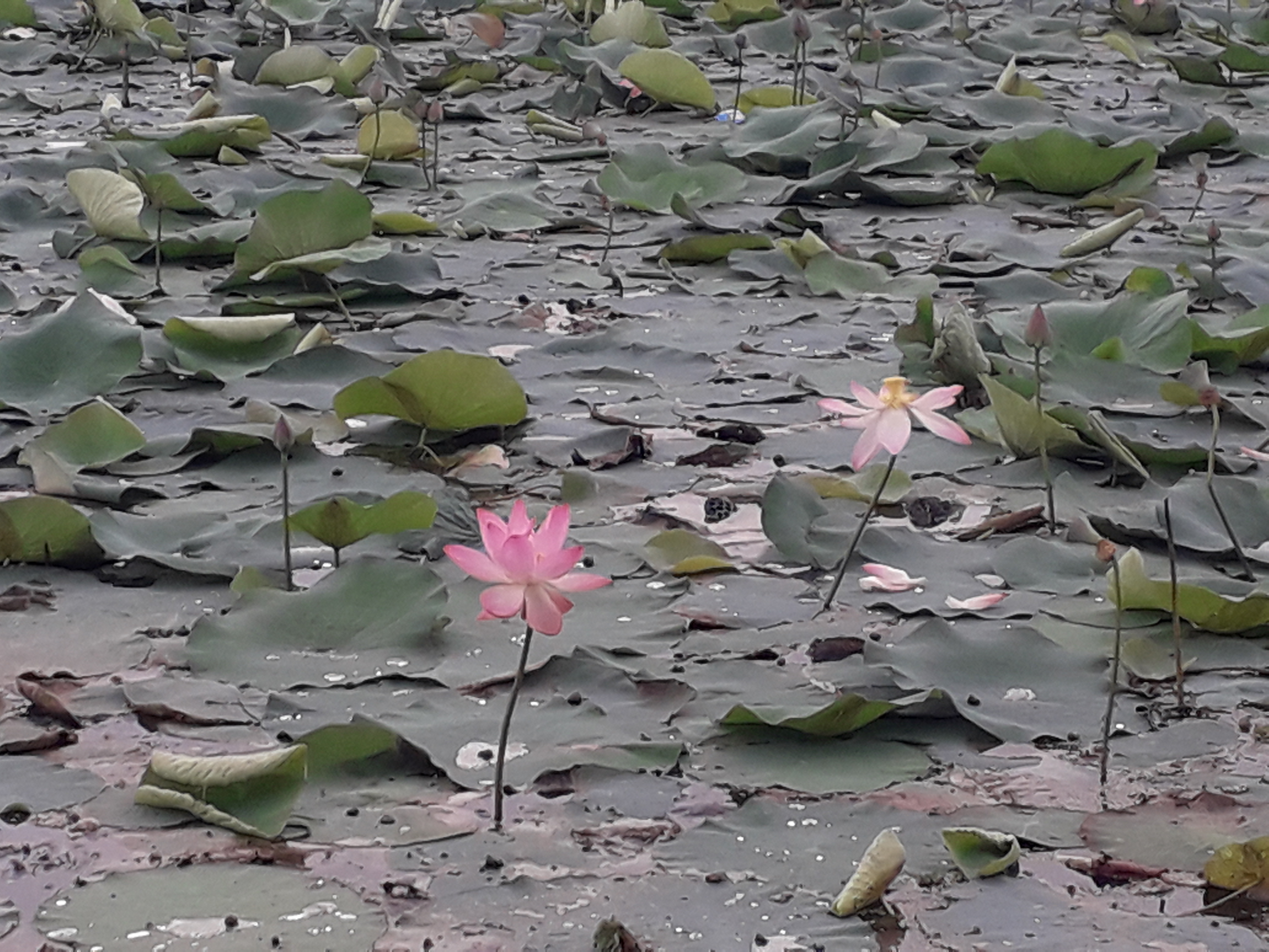 Thousands of lotus blossomed in Imrati pond