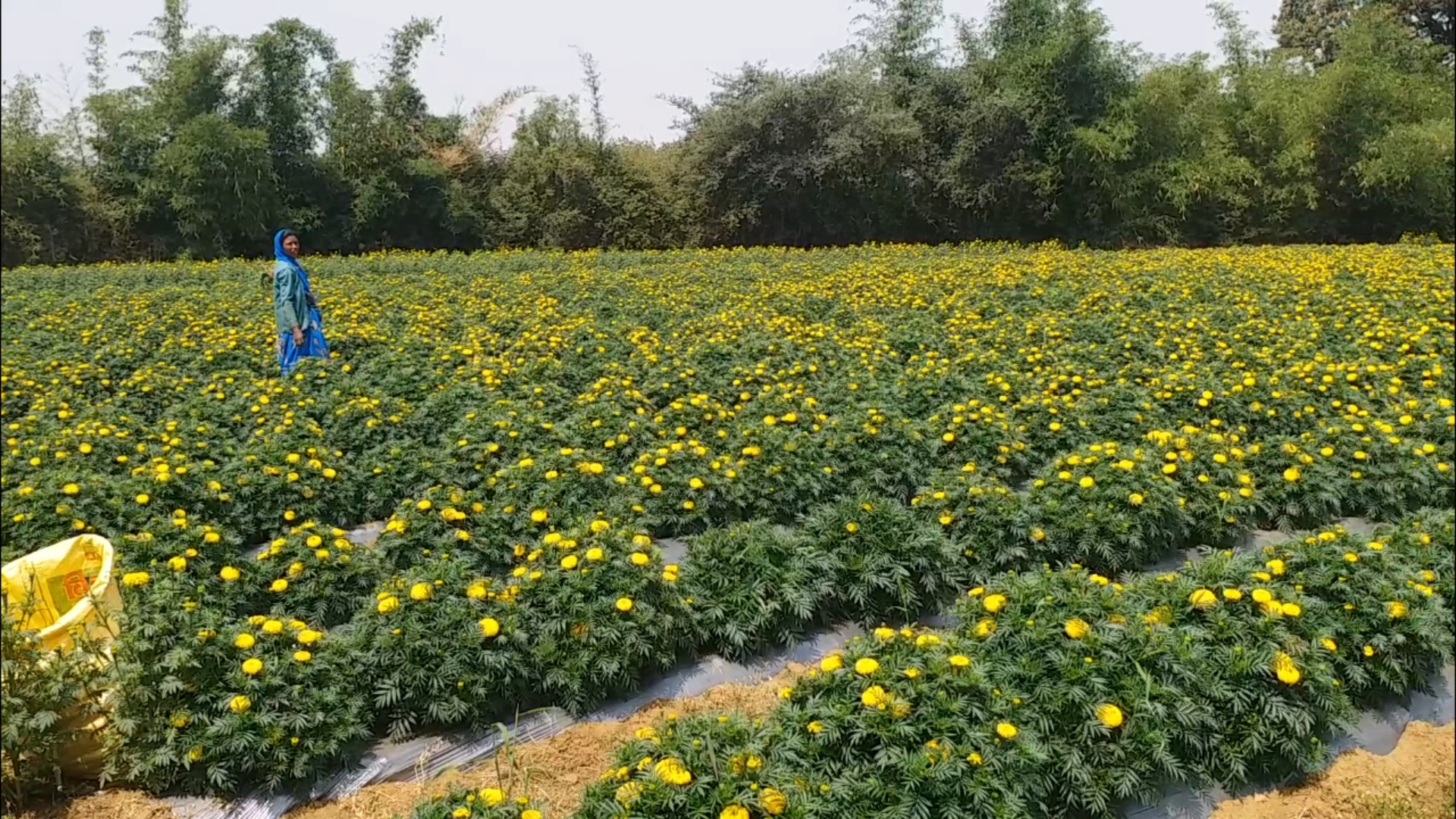 marigolds grow in jabalpur