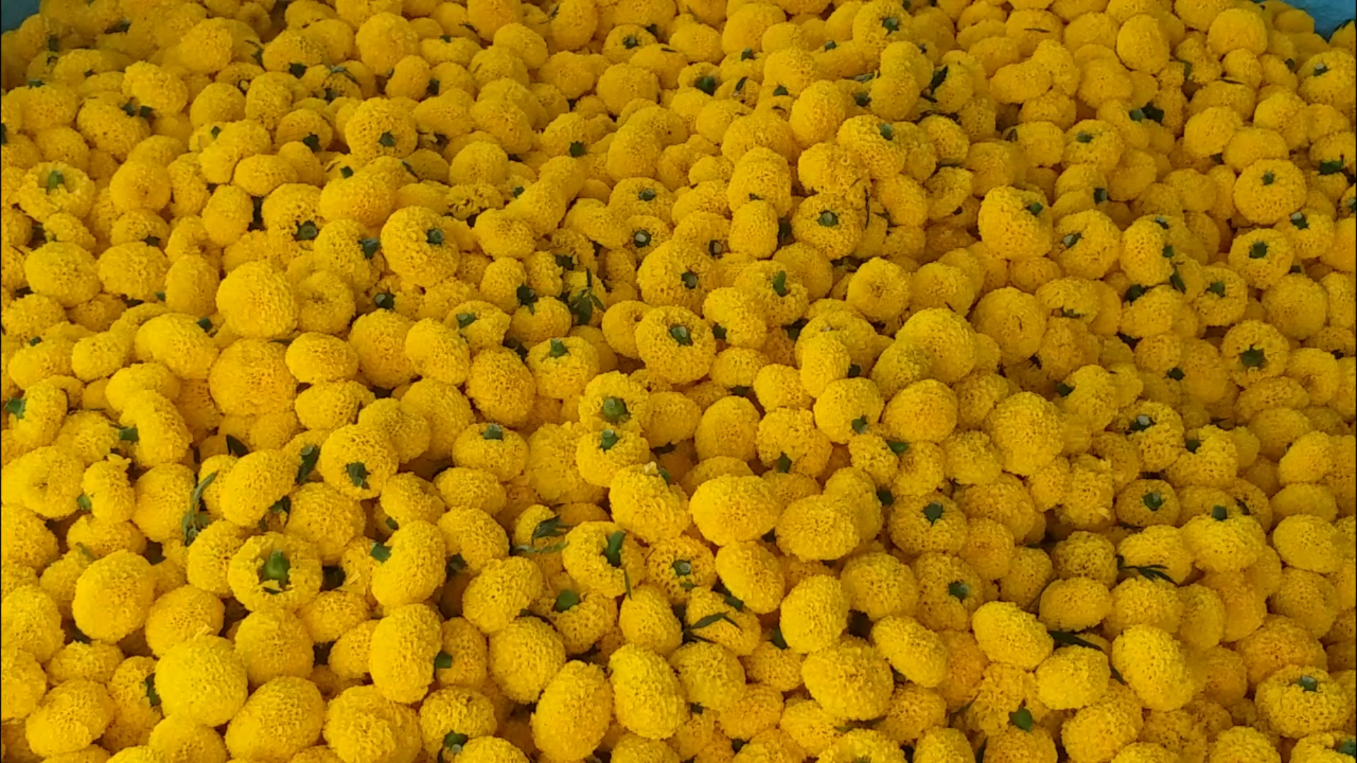 jabalpur marigold farming profitable for farmers