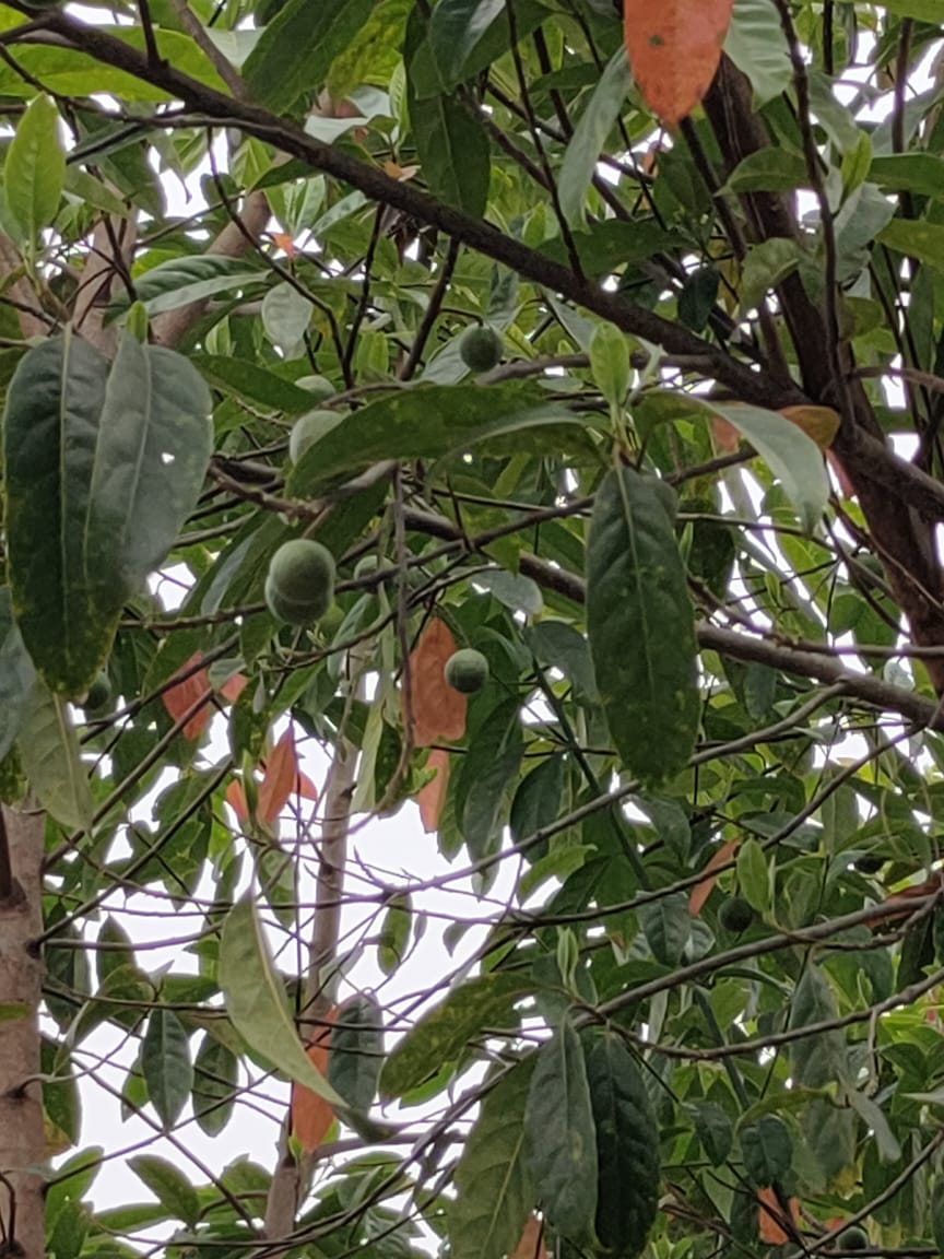 rudraksha tree