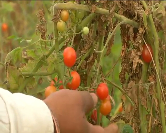 cherry like tomatoes