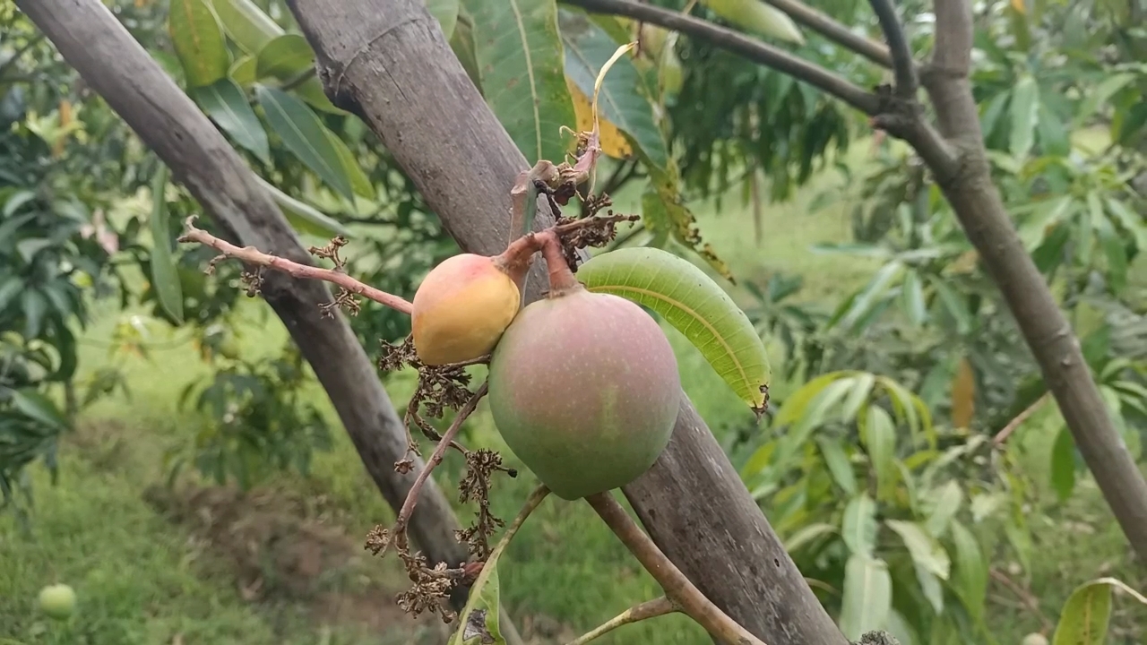 amijayki mangoes
