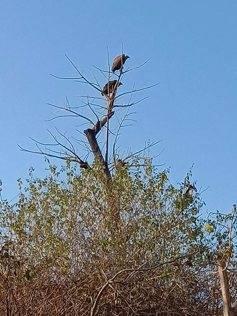 Vulture count