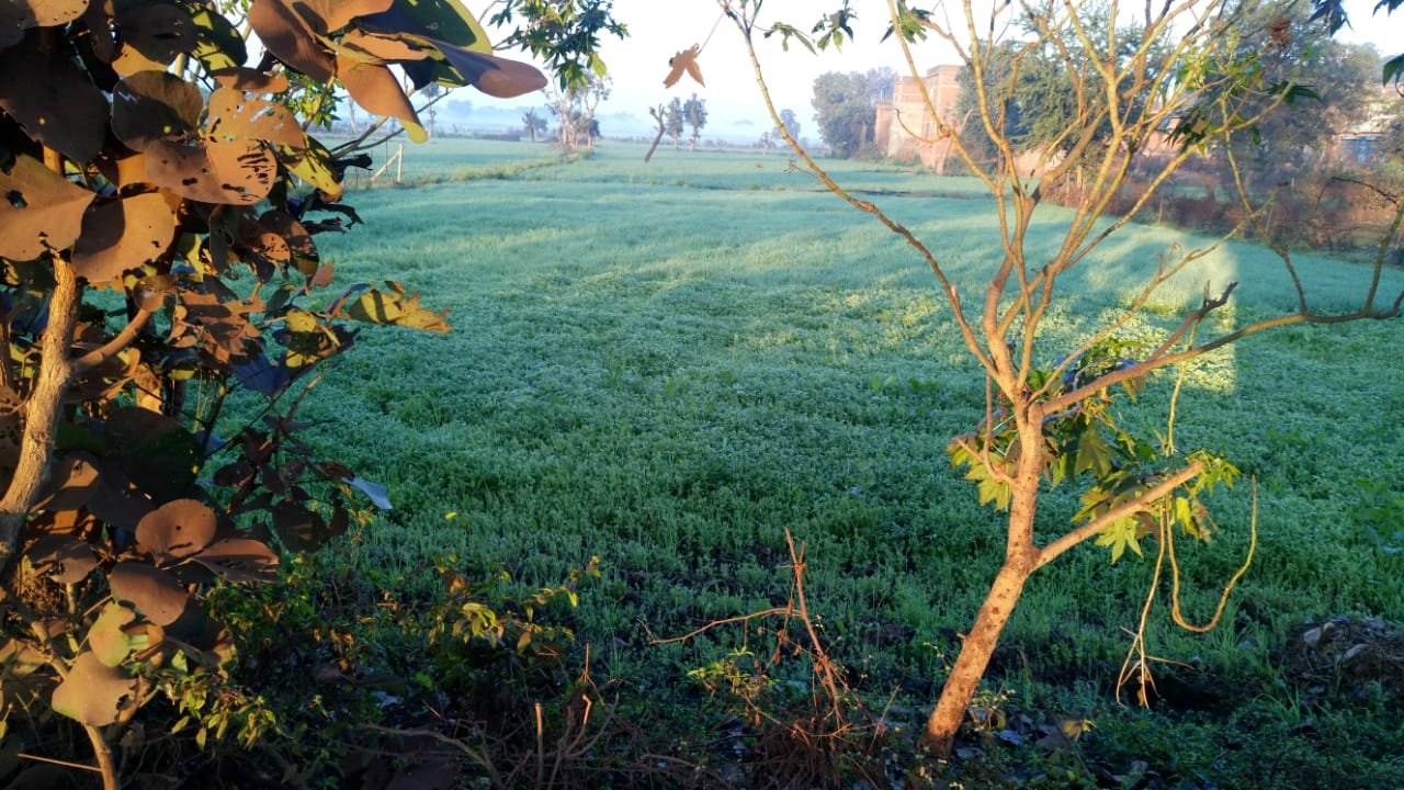 Frost damage to crops in jabalpur