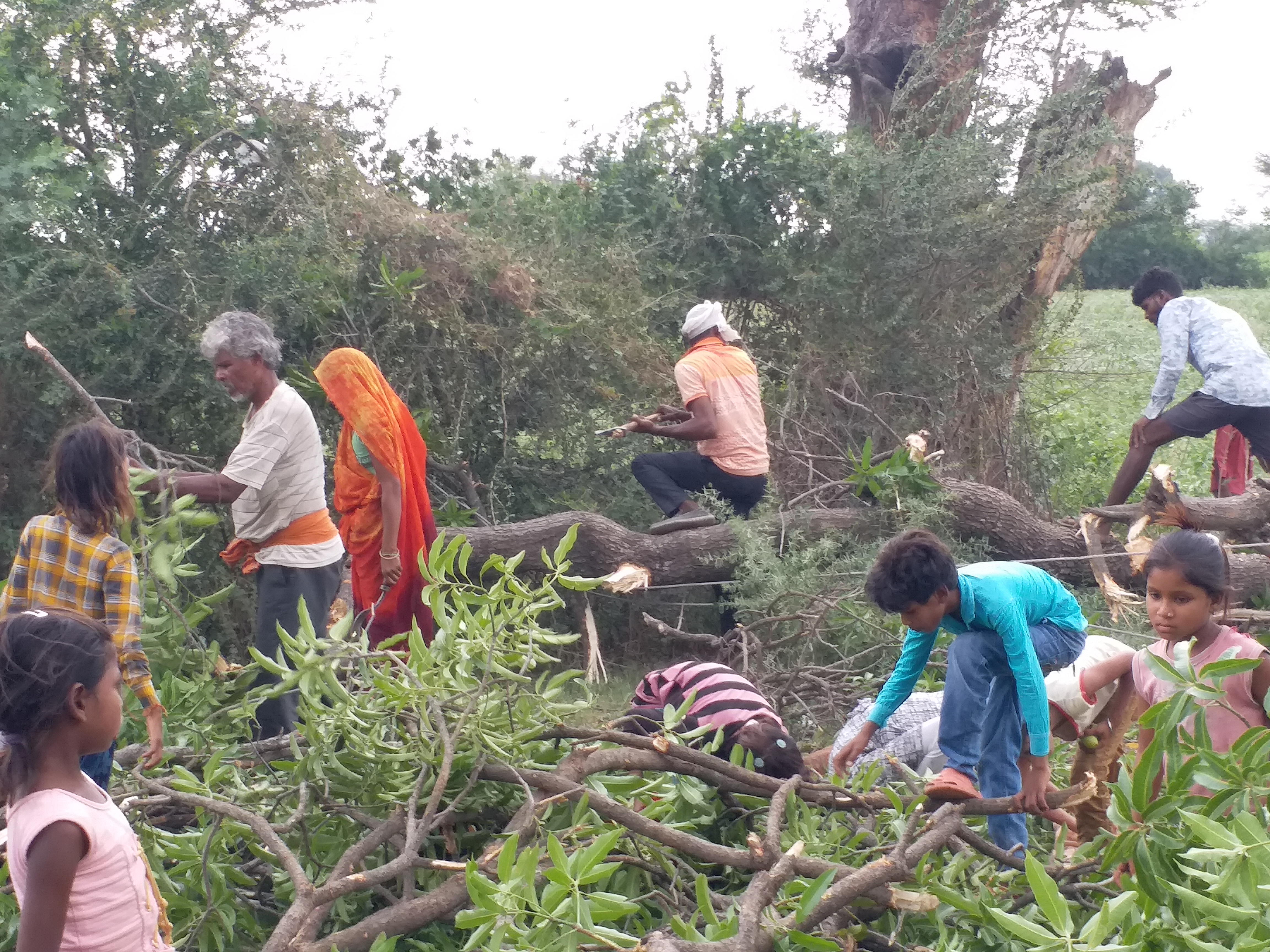 Tree cutting villagers