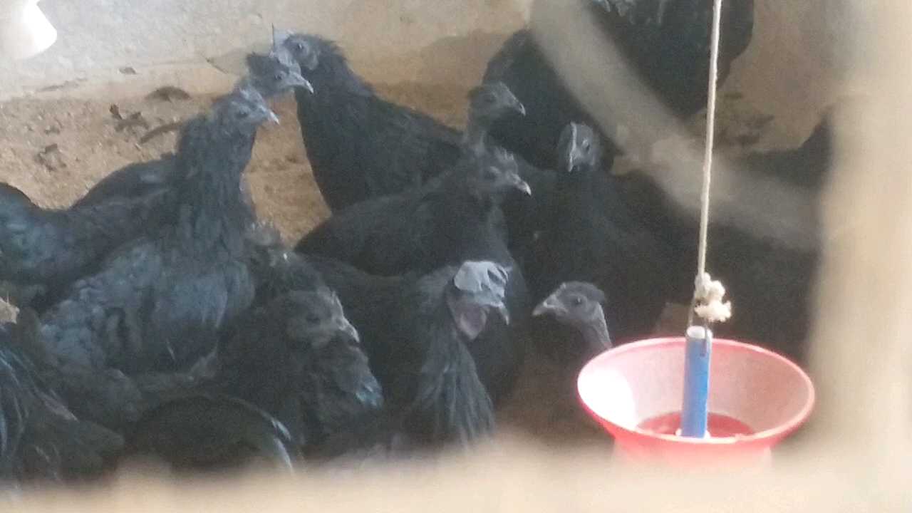 kadaknath chickens buried