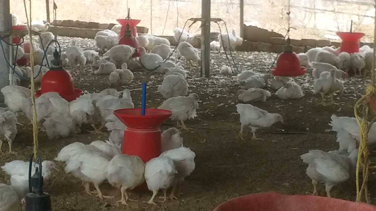 kadaknath chickens buried