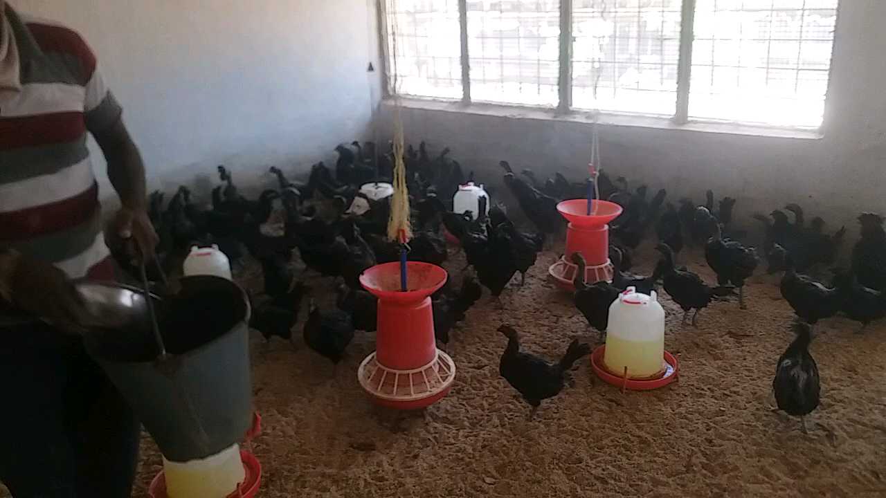 kadaknath chickens buried