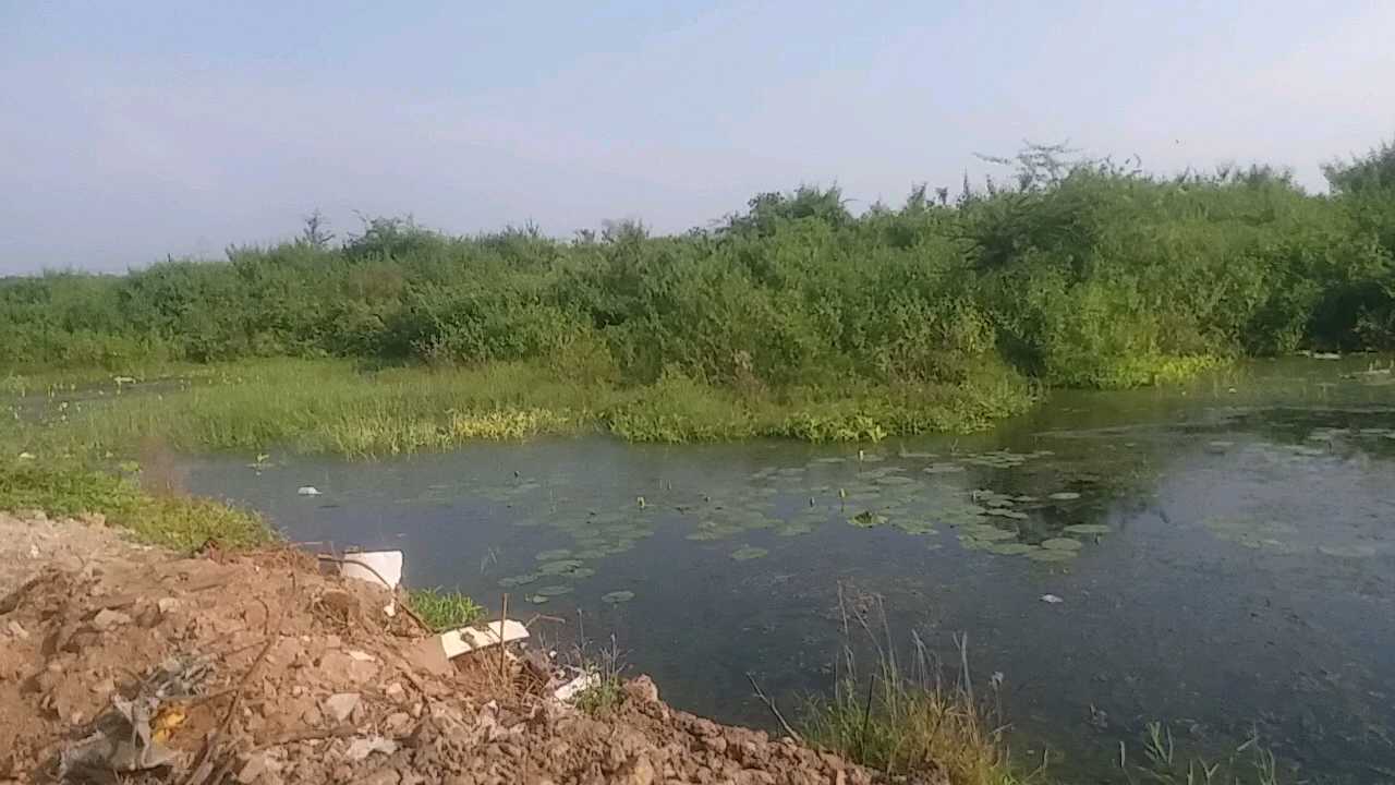 Polluting river-ponds