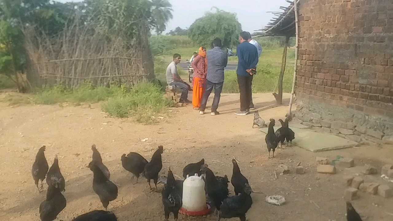 kadaknath hens