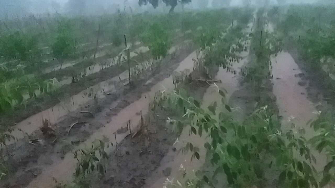 jhabua , agriculture