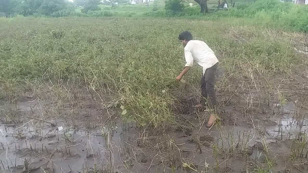 jhabua , agriculture