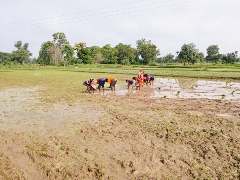 Farmers sowing paddy