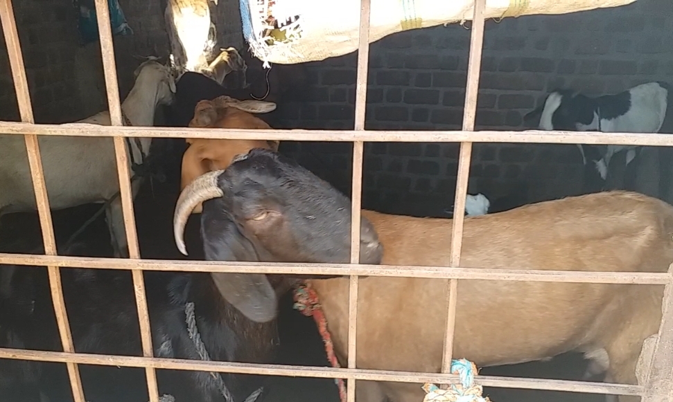 Tied goats in school room