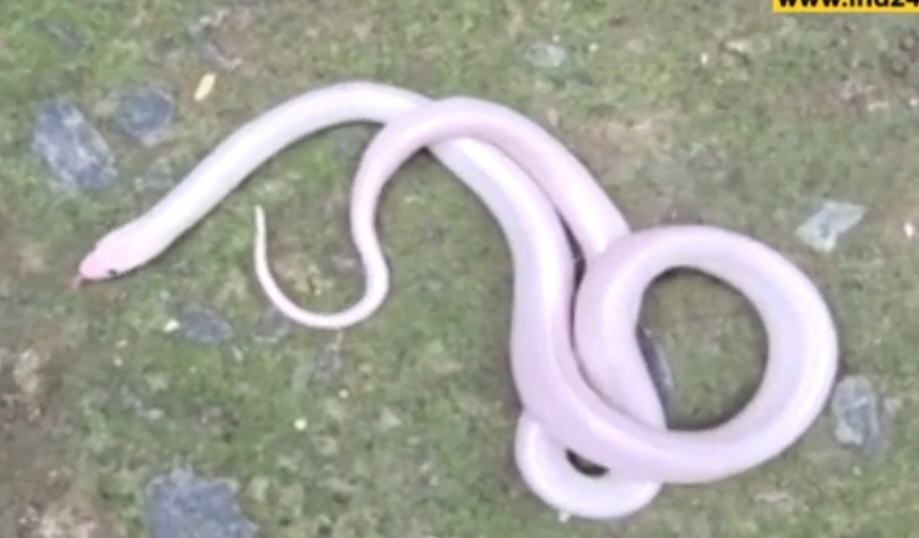 khargone rare snake found
