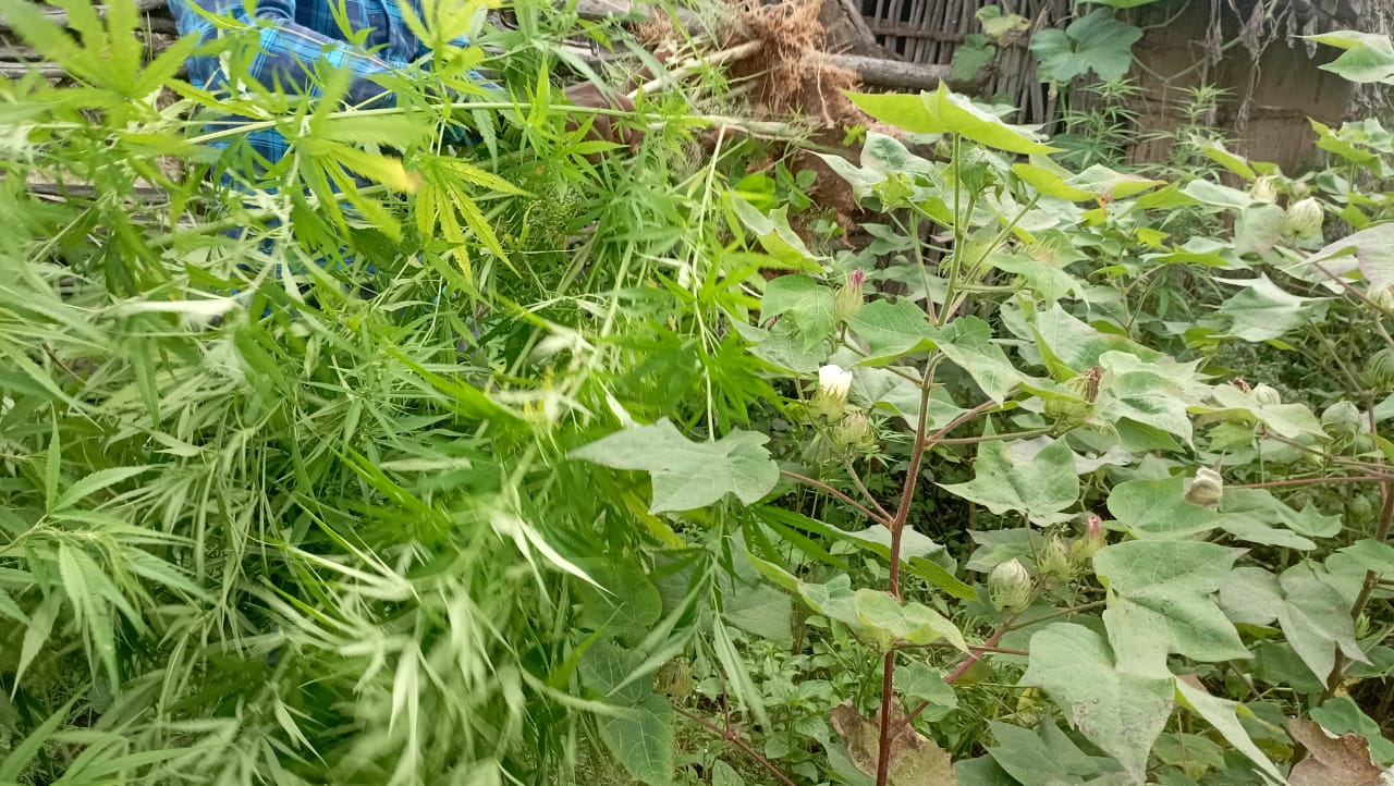 khandwa 209 plants ganja seized