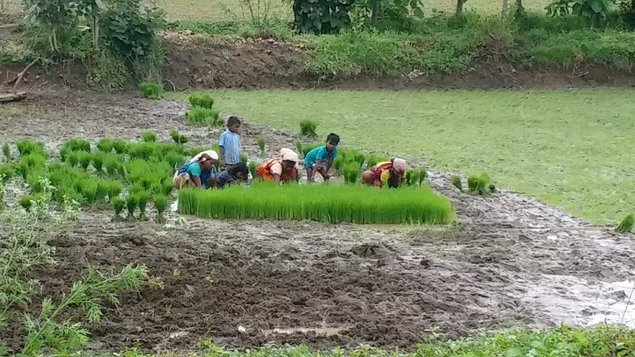 Children working in the field with family