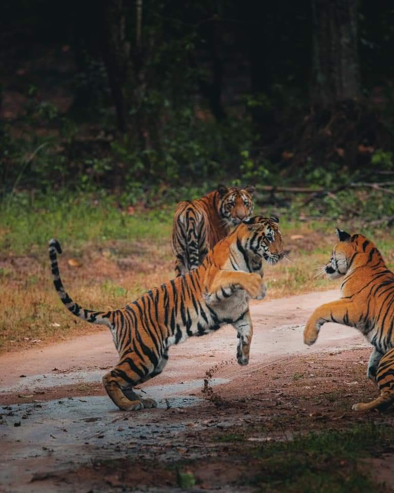 tigeress naina spotted with her three cubs in kanha national park