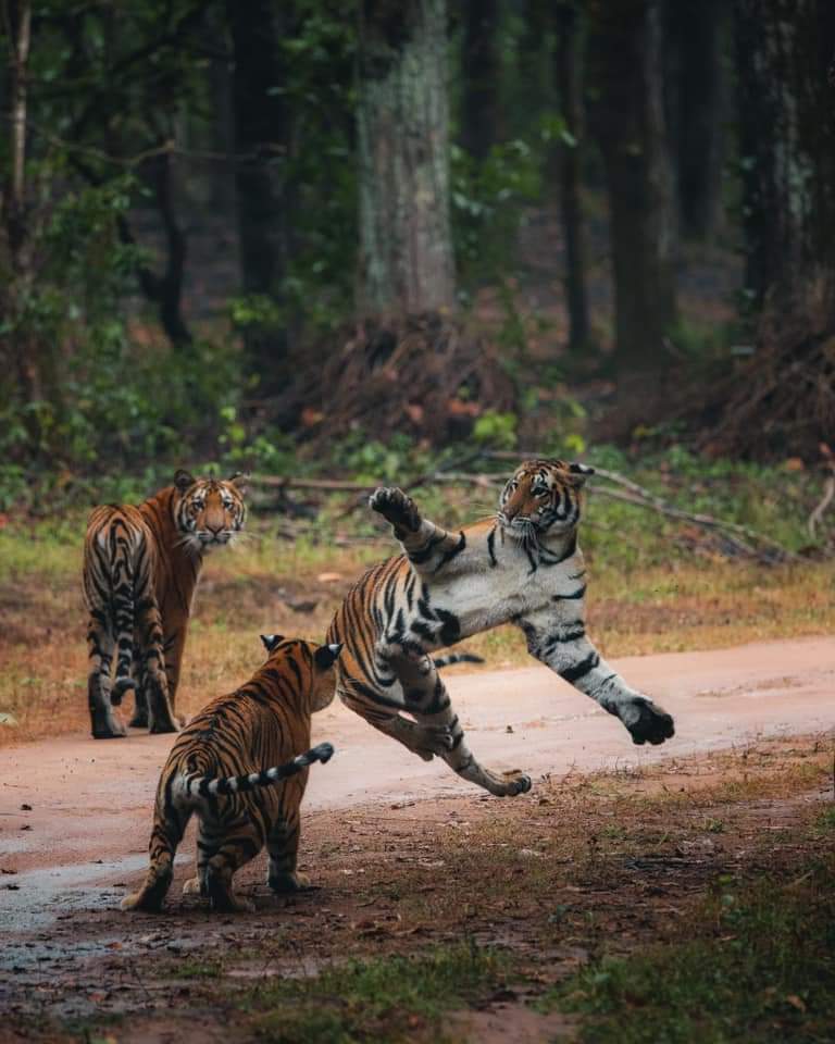 tigeress naina spotted with her three cubs in kanha national park