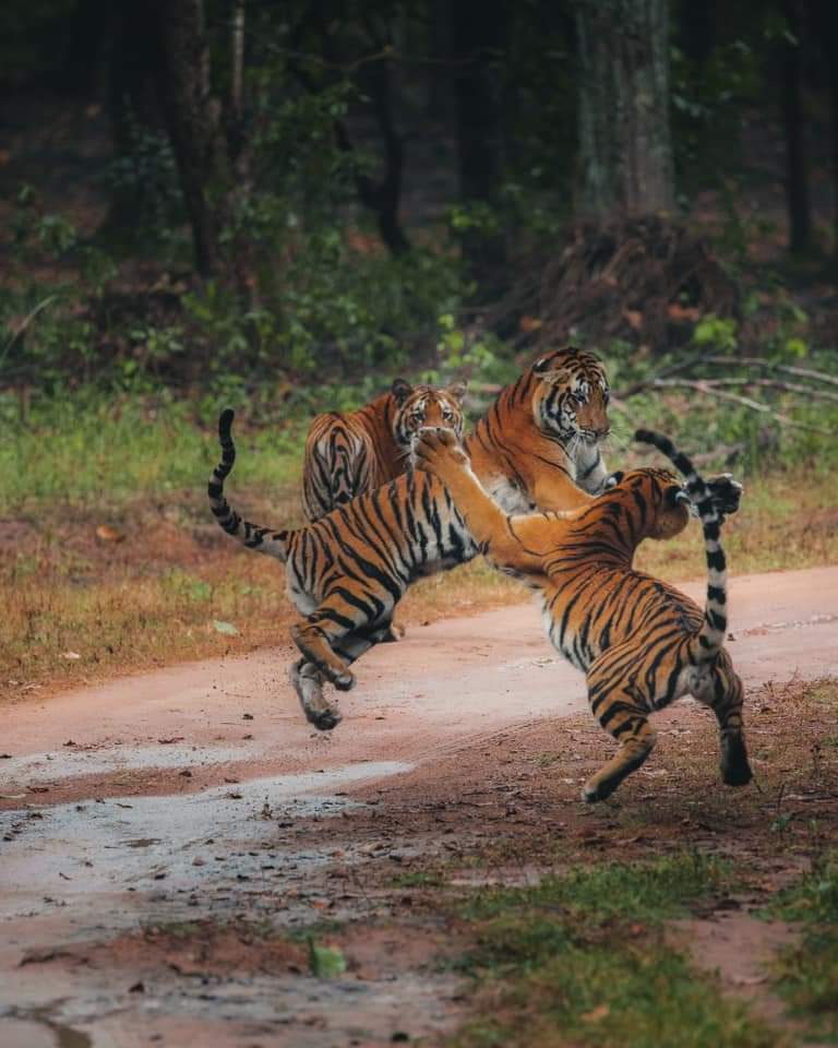 tigeress naina spotted with her three cubs in kanha national park