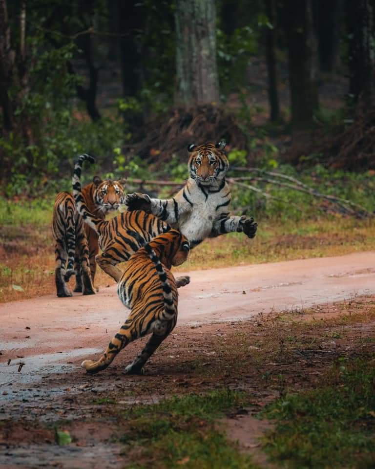 tigeress naina spotted with her three cubs in kanha national park