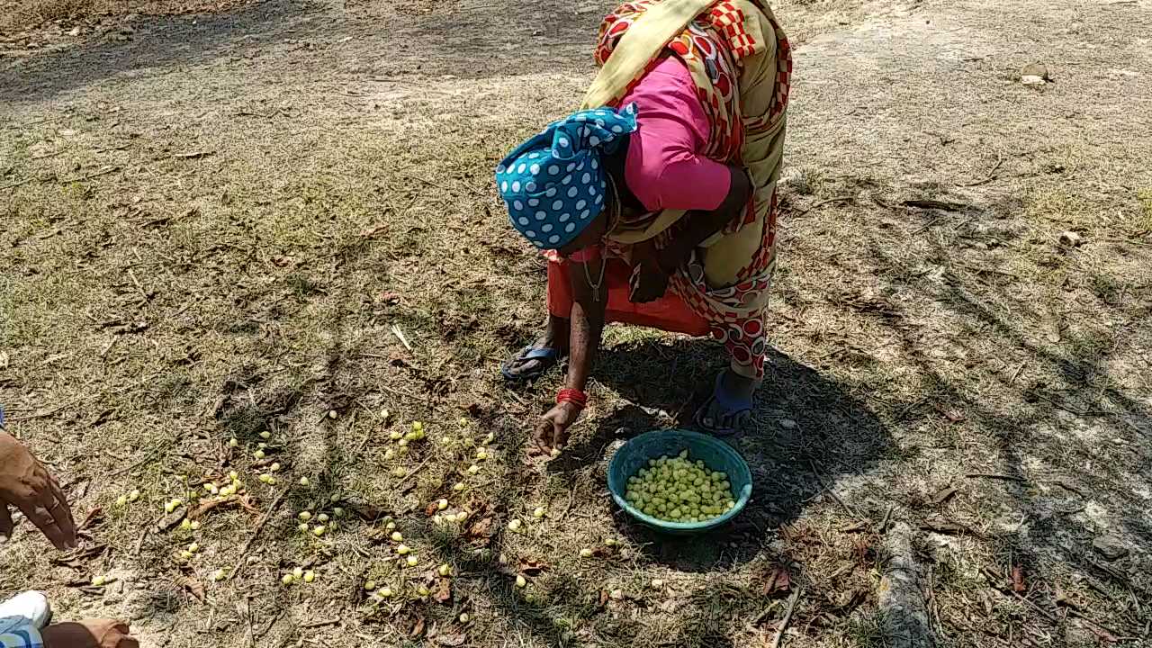 महुआ बीनती महिला