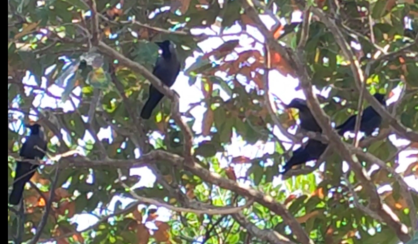 Dead crows and birds found again in Mandla