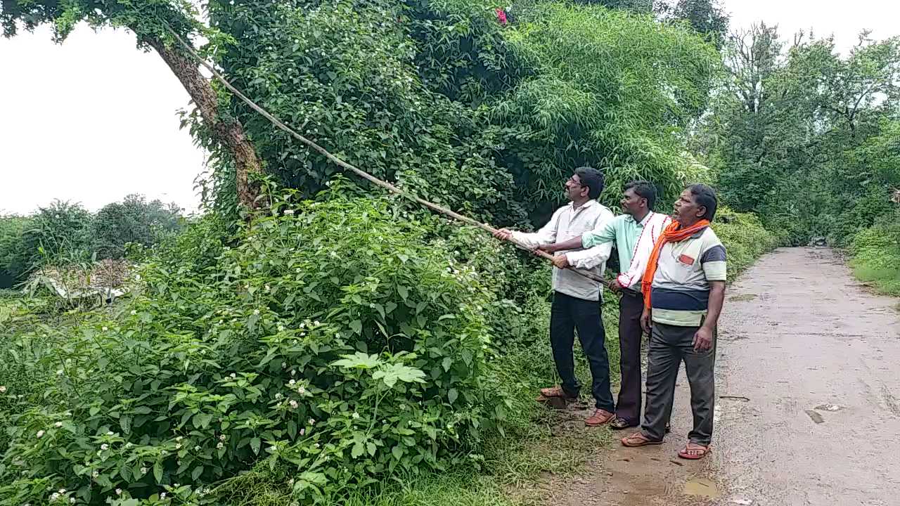 People come from far to collect bel patra